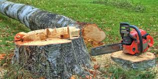 Best Tree Risk Assessment  in Ellisburg, NJ