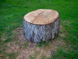 Best Arborist Consultation Services  in Ellisburg, NJ