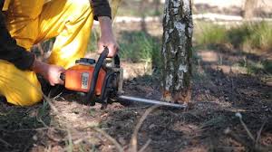 Best Tree Mulching  in Ellisburg, NJ