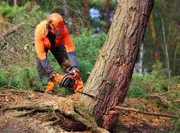 Lawn Maintenance Plans in Ellisburg, NJ