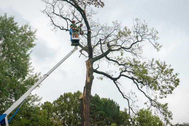 Best Root Management and Removal  in Ellisburg, NJ