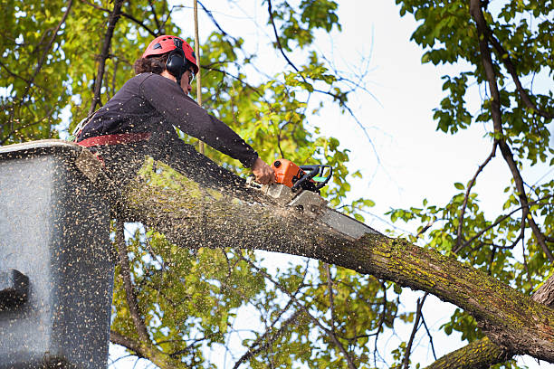 Best Tree Disease Treatment  in Ellisburg, NJ