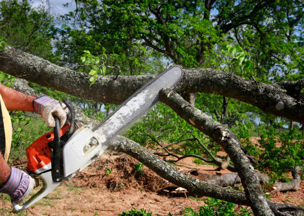 Best Tree and Shrub Care  in Ellisburg, NJ