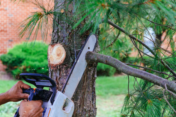 How Our Tree Care Process Works  in  Ellisburg, NJ